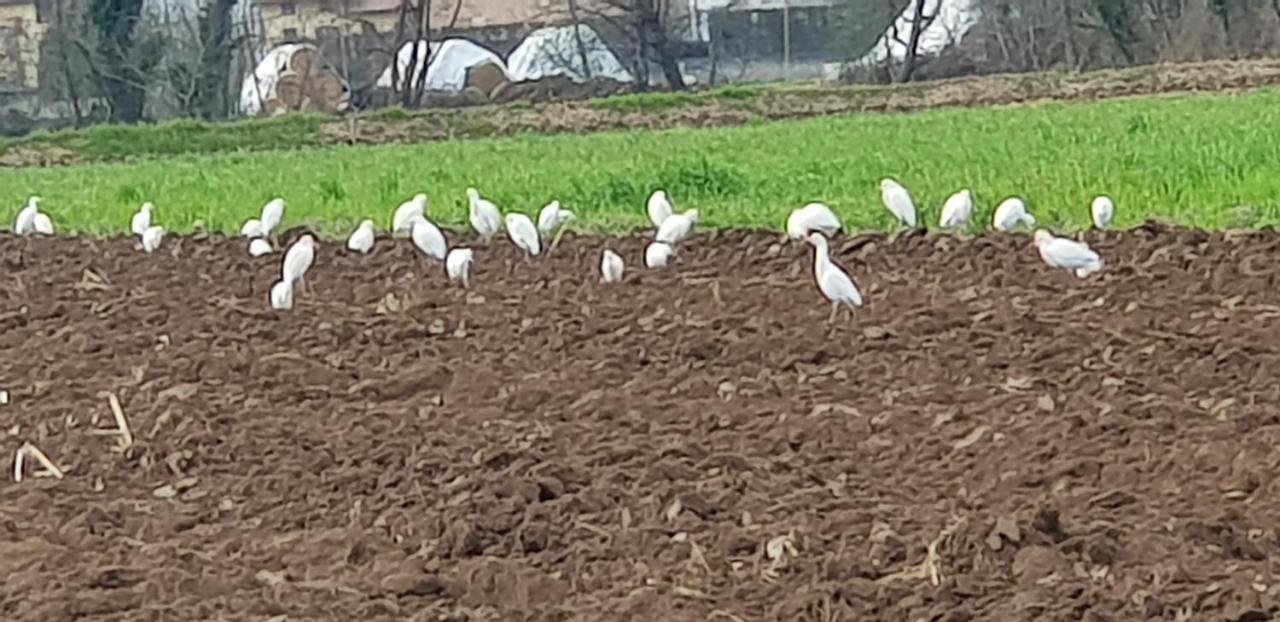 Az.Agr.Cascina Moretta Momo Экстерьер фото